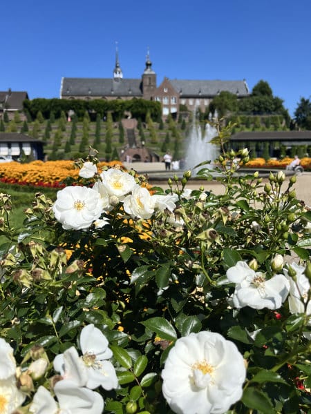 Rosen im Garten von Kloster Kamp Kloster Kamp