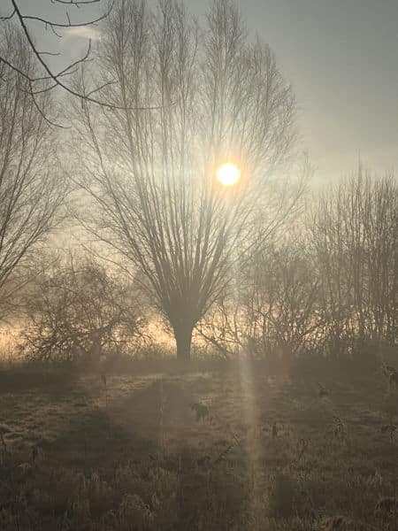 Kopfweide im Gegenlicht Kopfweiden am Niederrhein