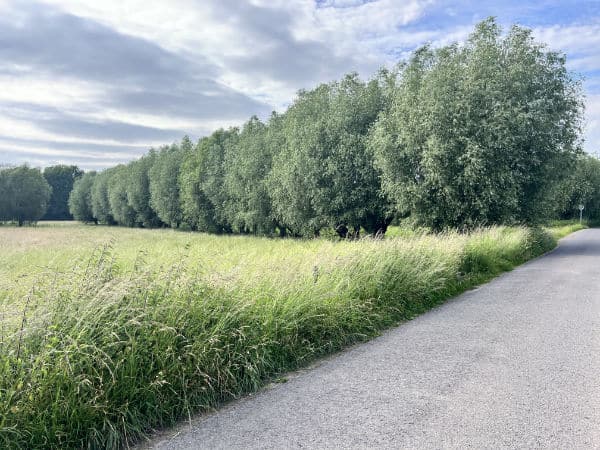 Kopfweiden im Sommer in voller Pracht Kopfweiden am Niederrhein