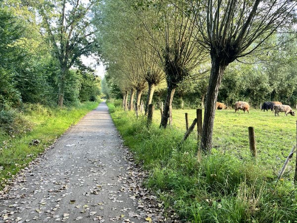 Weiden spenden Schatten Kopfweiden am Niederrhein