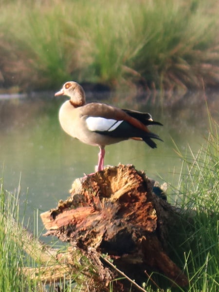 Nilgans Nilgans