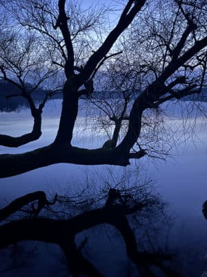 Baum am Krickenbecker See