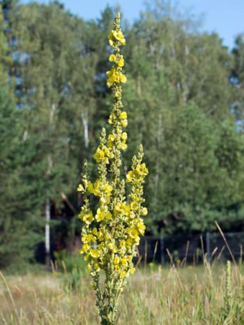 Königskerze Königskerze