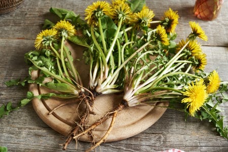 Löwenzahn Löwenzahn